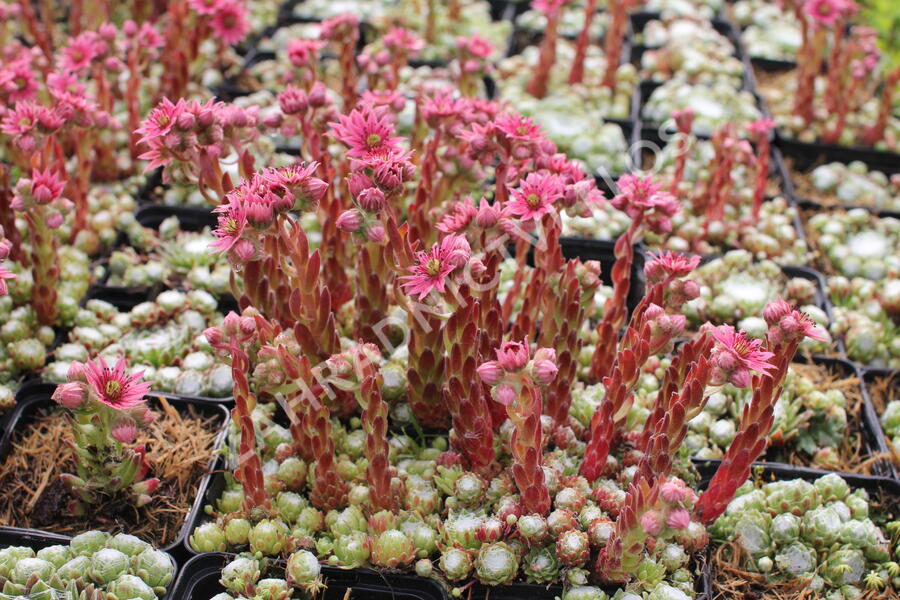 Netřesk 'Jubilee' - Sempervivum 'Jubilee'