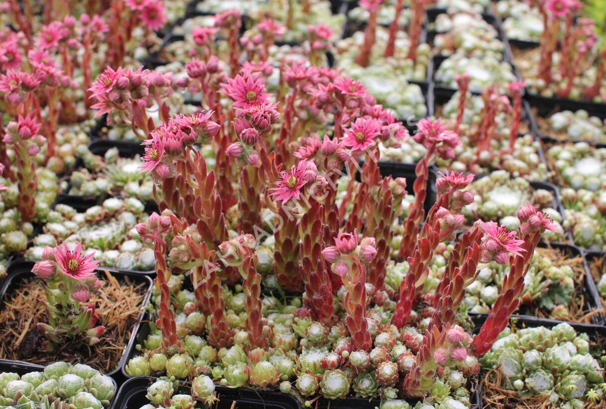 Netřesk 'Jubilee' - Sempervivum 'Jubilee'