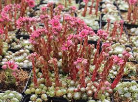 Netřesk 'Jubilee' - Sempervivum 'Jubilee'