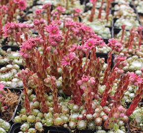 Netřesk 'Jubilee' - Sempervivum 'Jubilee'