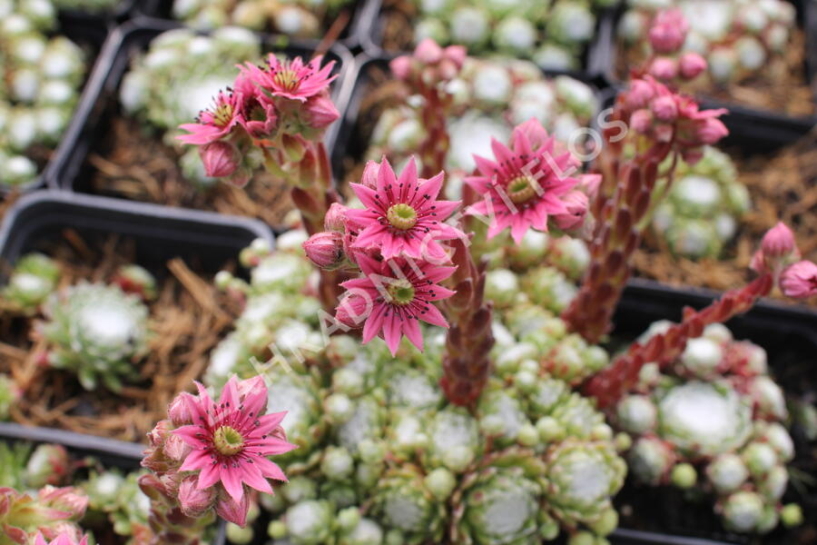 Netřesk 'Jubilee' - Sempervivum 'Jubilee'