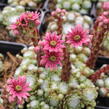 Netřesk 'Jubilee' - Sempervivum 'Jubilee'