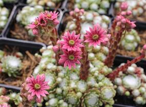 Netřesk 'Jubilee' - Sempervivum 'Jubilee'