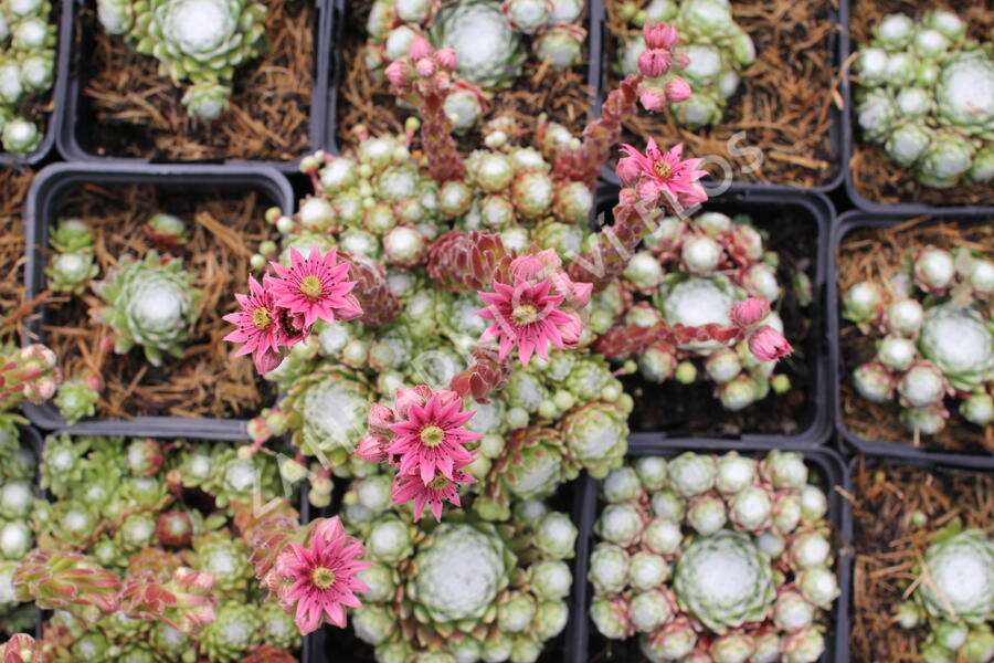 Netřesk 'Jubilee' - Sempervivum 'Jubilee'