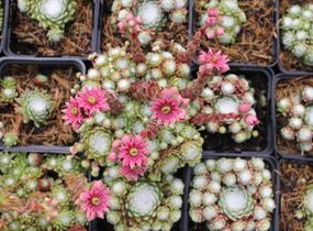 Netřesk 'Jubilee' - Sempervivum 'Jubilee'