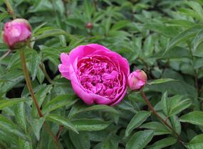 Pivoňka bělokvětá 'Margaret Truman' - Paeonia lactiflora 'Margaret Truman'