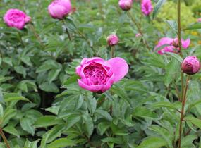Pivoňka bělokvětá 'Margaret Truman' - Paeonia lactiflora 'Margaret Truman'