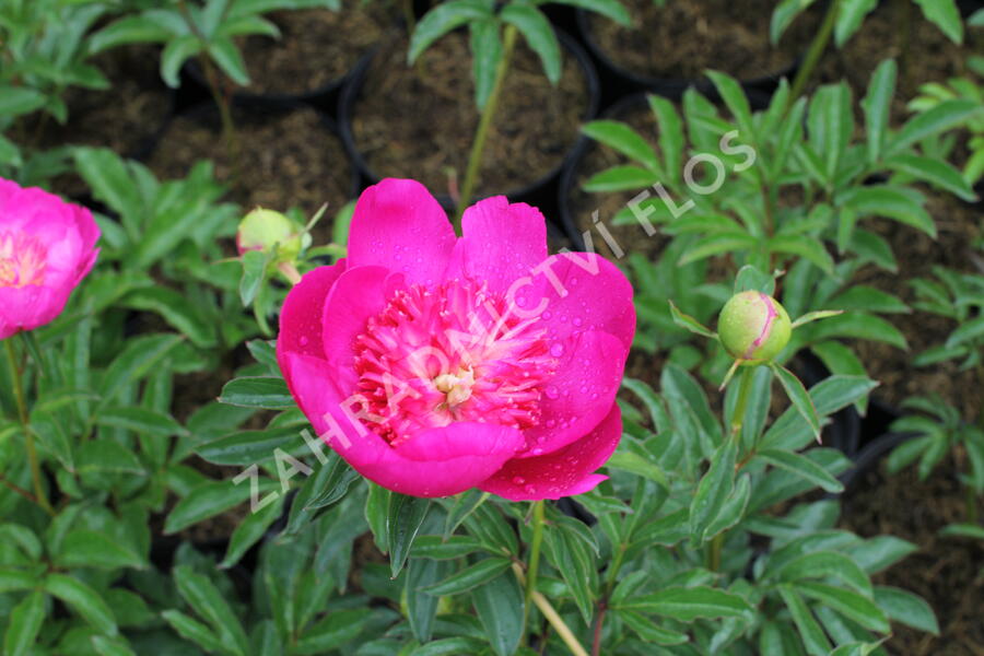 Pivoňka bělokvětá 'Sebastiaan Maas' - Paeonia lactiflora 'Sebastiaan Maas'