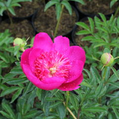 Pivoňka bělokvětá 'Sebastiaan Maas' - Paeonia lactiflora 'Sebastiaan Maas'