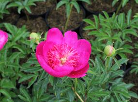 Pivoňka bělokvětá 'Sebastiaan Maas' - Paeonia lactiflora 'Sebastiaan Maas'