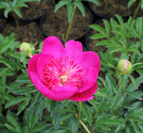 Pivoňka bělokvětá 'Sebastiaan Maas' - Paeonia lactiflora 'Sebastiaan Maas'