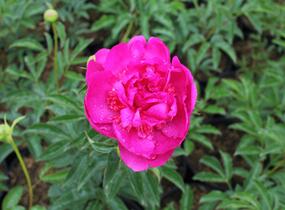 Pivoňka bělokvětá 'Sebastiaan Maas' - Paeonia lactiflora 'Sebastiaan Maas'