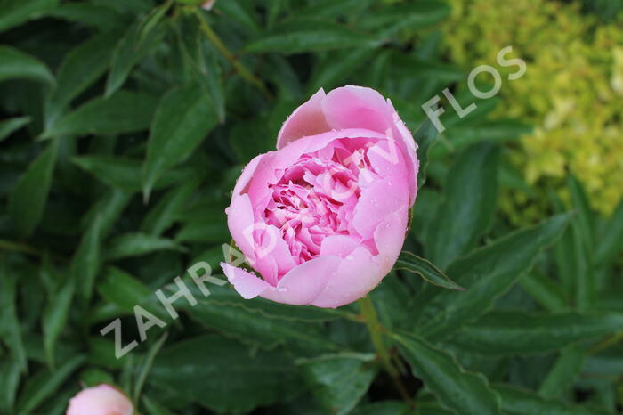 Pivoňka 'Alertie' - Paeonia hybrid 'Alertie'