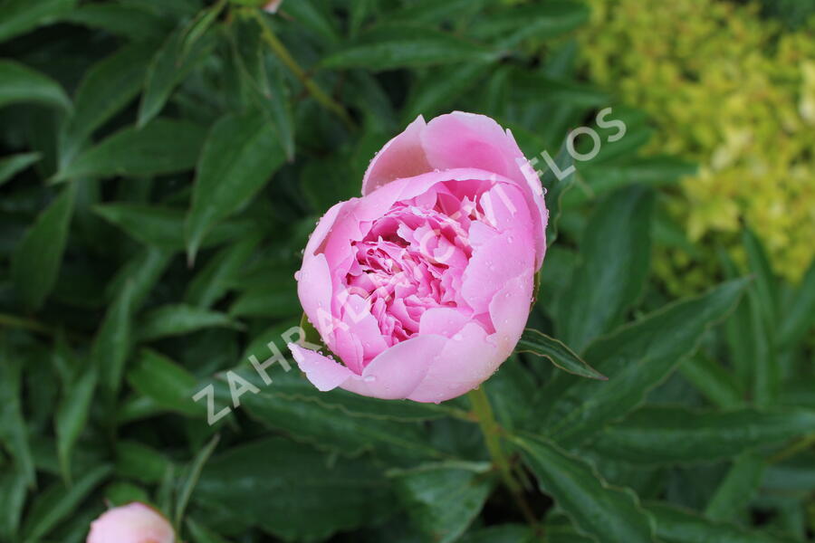 Pivoňka 'Alertie' - Paeonia hybrid 'Alertie'