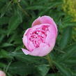 Pivoňka 'Alertie' - Paeonia hybrid 'Alertie'