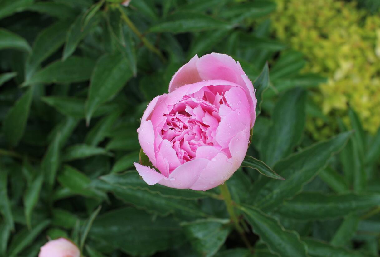 Pivoňka 'Alertie' - Paeonia hybrid 'Alertie'