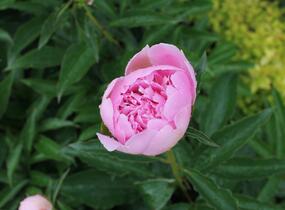 Pivoňka 'Alertie' - Paeonia hybrid 'Alertie'