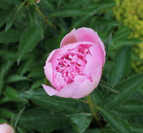 Pivoňka 'Alertie' - Paeonia hybrid 'Alertie'