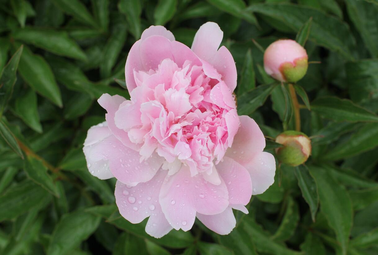 Pivoňka 'Alertie' - Paeonia hybrid 'Alertie'