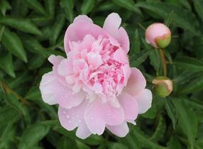 Pivoňka 'Alertie' - Paeonia hybrid 'Alertie'