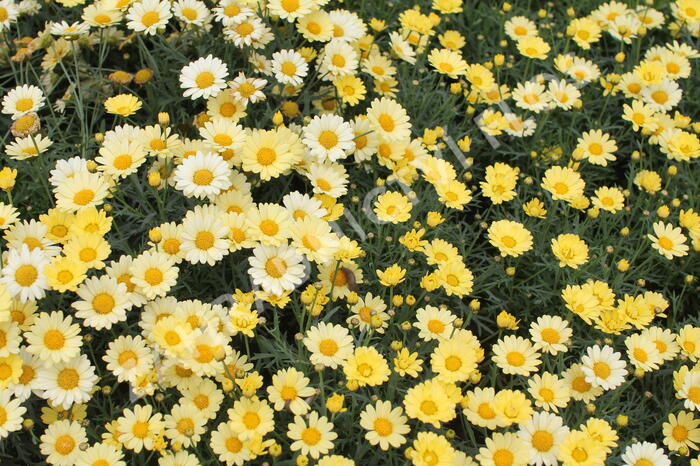 Kopretina pařížská 'Aramis Yellow' - Argyranthemum frutescens 'Aramis Yellow'