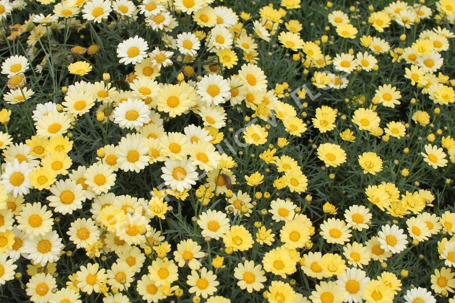 Kopretina pařížská 'Aramis Yellow' - Argyranthemum frutescens 'Aramis Yellow'