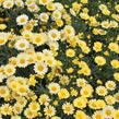 Kopretina pařížská 'Aramis Yellow' - Argyranthemum frutescens 'Aramis Yellow'