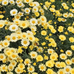 Kopretina pařížská 'Aramis Yellow' - Argyranthemum frutescens 'Aramis Yellow'