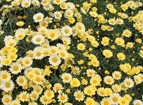 Kopretina pařížská 'Aramis Yellow' - Argyranthemum frutescens 'Aramis Yellow'