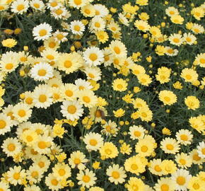 Kopretina pařížská 'Aramis Yellow' - Argyranthemum frutescens 'Aramis Yellow'