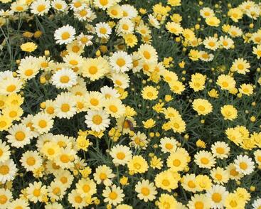 Kopretina pařížská 'Aramis Yellow'