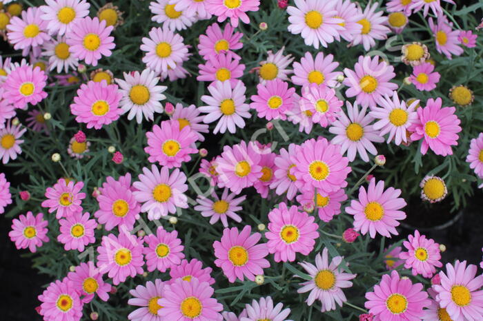 Kopretina pařížská 'Aramis Pink Eye' - Argyranthemum frutescens 'Aramis Pink Eye'