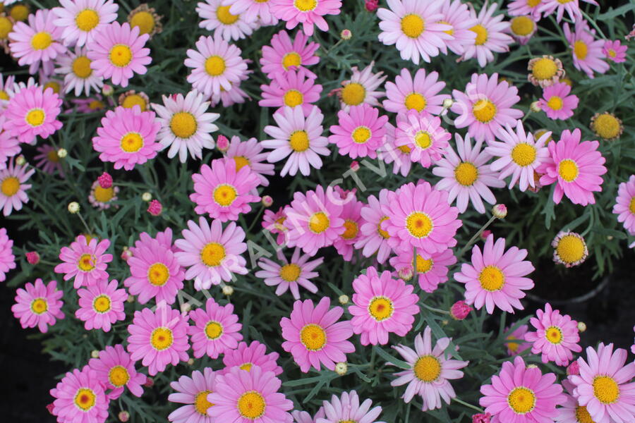 Kopretina pařížská 'Aramis Pink Eye' - Argyranthemum frutescens 'Aramis Pink Eye'