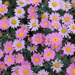 Kopretina pařížská 'Aramis Pink Eye' - Argyranthemum frutescens 'Aramis Pink Eye'