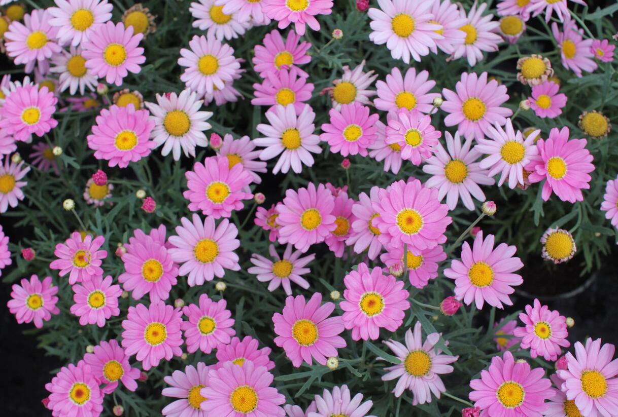 Kopretina pařížská 'Aramis Pink Eye' - Argyranthemum frutescens 'Aramis Pink Eye'