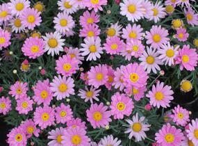 Kopretina pařížská 'Aramis Pink Eye' - Argyranthemum frutescens 'Aramis Pink Eye'