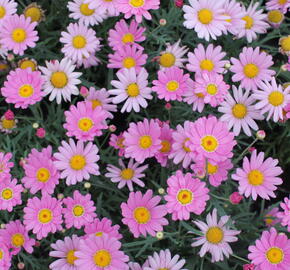 Kopretina pařížská 'Aramis Pink Eye' - Argyranthemum frutescens 'Aramis Pink Eye'