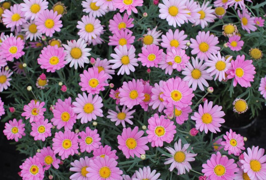 Kopretina pařížská 'Aramis Pink Eye' - Argyranthemum frutescens 'Aramis Pink Eye'