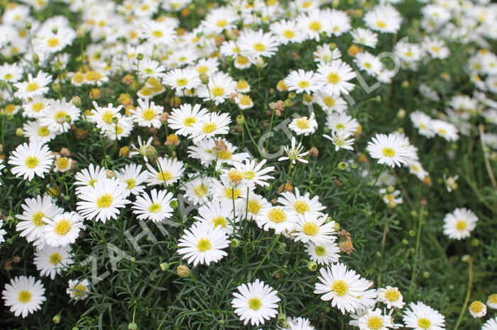 Všelicha, brachykome 'Surdaisy White' - Brachyscome multifida 'Surdaisy White'