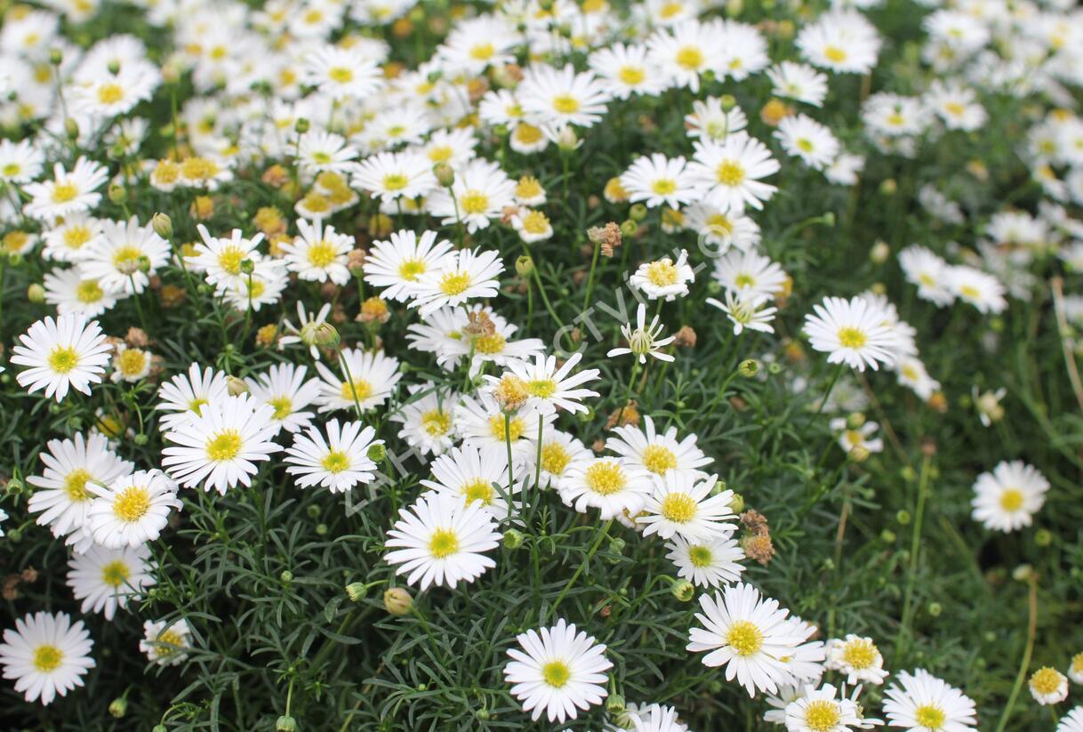 Všelicha, brachykome 'Surdaisy White' - Brachyscome multifida 'Surdaisy White'