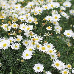Všelicha, brachykome 'Surdaisy White' - Brachyscome multifida 'Surdaisy White'