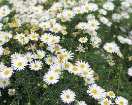 Všelicha, brachykome 'Surdaisy White'