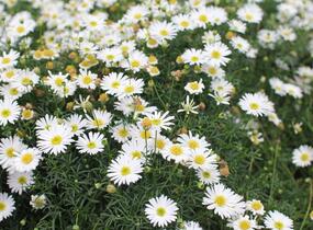 Všelicha, brachykome 'Surdaisy White' - Brachyscome multifida 'Surdaisy White'