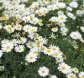 Všelicha, brachykome 'Surdaisy White' - Brachyscome multifida 'Surdaisy White'