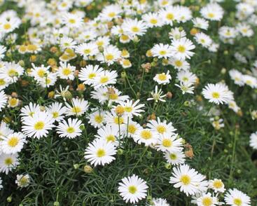 Všelicha, brachykome 'Surdaisy White'