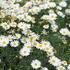 vselicha-brachykome-surdaisy-white.jpg