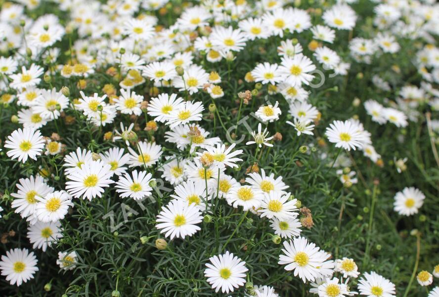 Všelicha, brachykome 'Surdaisy White' - Brachyscome multifida 'Surdaisy White'