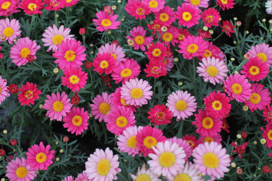 Kopretina pařížská 'Aramis Dark Rose' - Argyranthemum frutescens 'Aramis Dark Rose'
