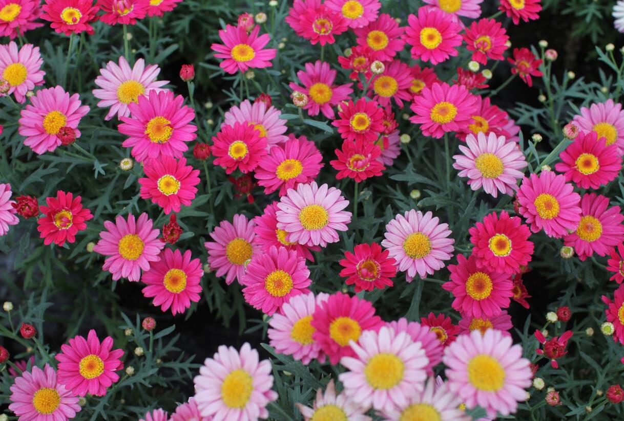 Kopretina pařížská 'Aramis Dark Rose' - Argyranthemum frutescens 'Aramis Dark Rose'