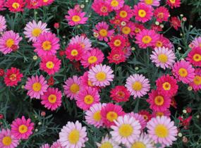 Kopretina pařížská 'Aramis Dark Rose' - Argyranthemum frutescens 'Aramis Dark Rose'